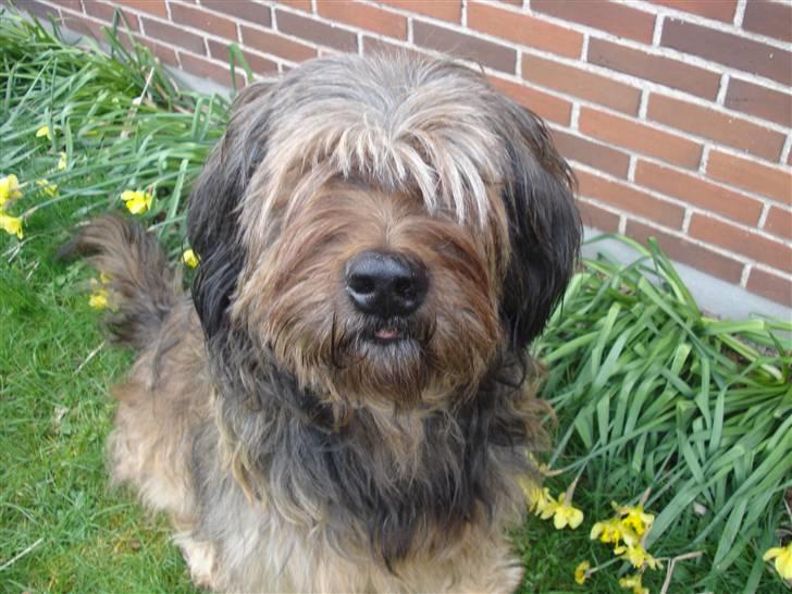 Briard >> † Cheri Aflivet †  << - Cheri sidder klar til at høre hvad man siger! billede 14
