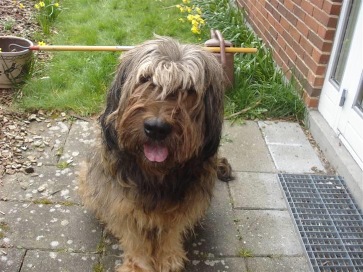 Briard >> † Cheri Aflivet †  << - Cheri er megt glad:P billede 15