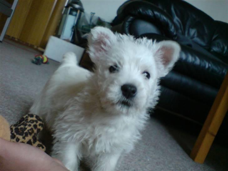 West highland white terrier Dikci billede 1