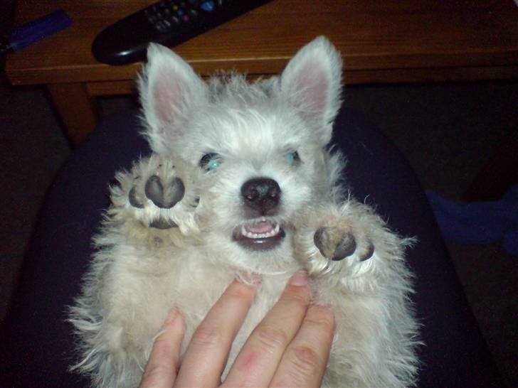West highland white terrier Dikci billede 2
