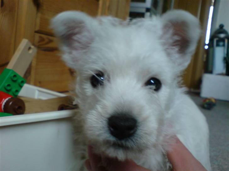 West highland white terrier Dikci billede 3
