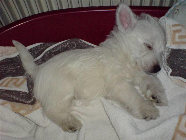 West highland white terrier Dikci billede 4