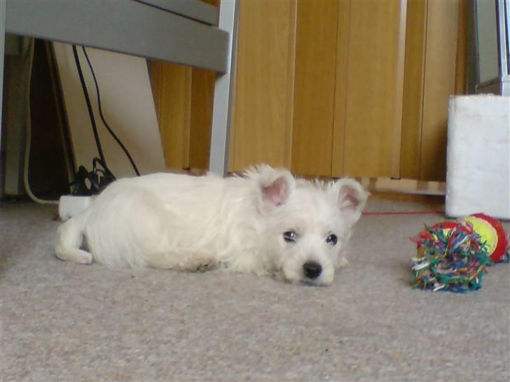 West highland white terrier Dikci billede 6