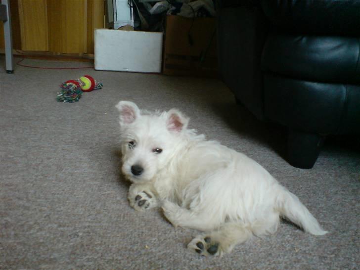 West highland white terrier Dikci billede 7