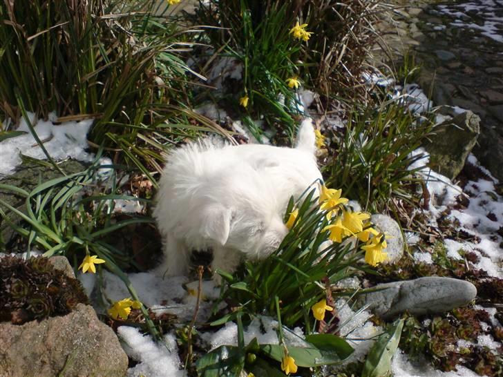 West highland white terrier Dikci billede 8