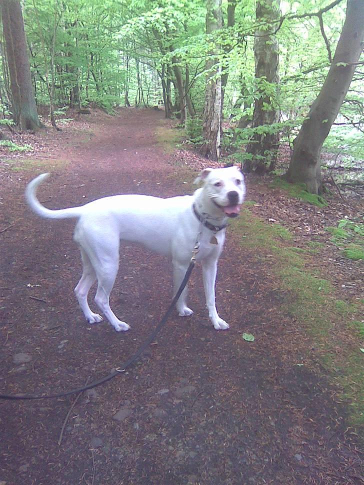 Amerikansk bulldog Sascha - R.I.P. 21 maj 10 - Sascha d. 20 maj 2010 - hendes sidste skovtur :´( billede 1