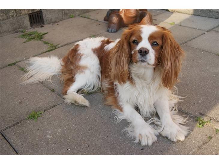 Cavalier king charles spaniel Simba R.I.P <3 - Velkommen til simba´s profil, læg gerne en bedømmelse + kommentar? :) billede 1