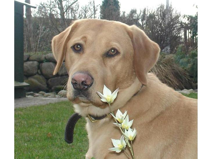Labrador retriever Tyra - Her et flot "portræt" af Tyra.  billede 1