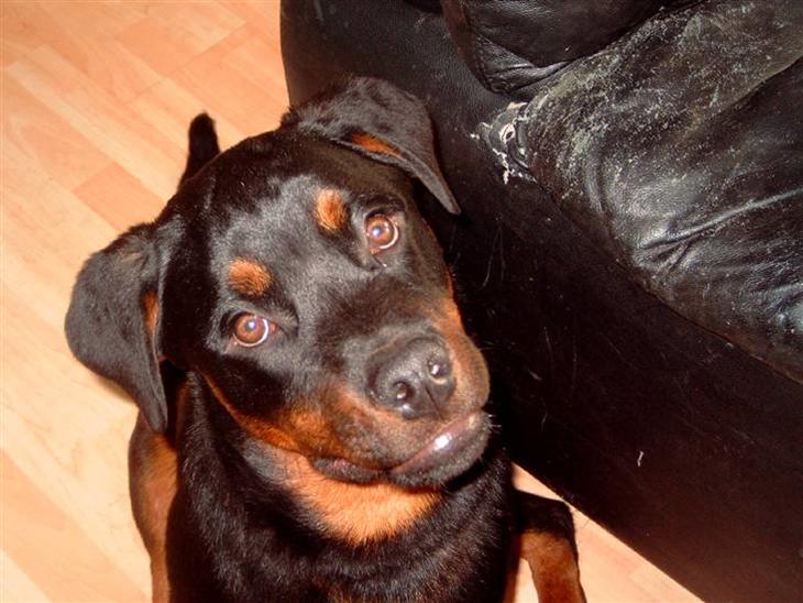 Rottweiler kenzo *død/aflivet* billede 1