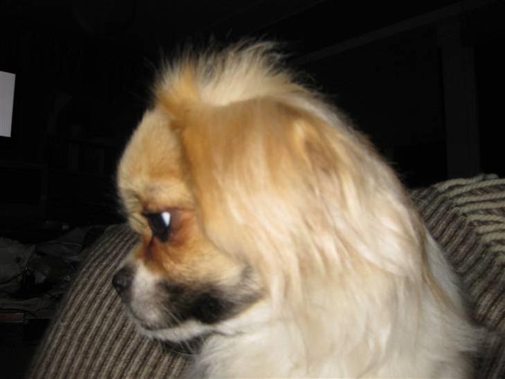 {{currentPhoto.altText}} billede {{currentPhoto.number}}