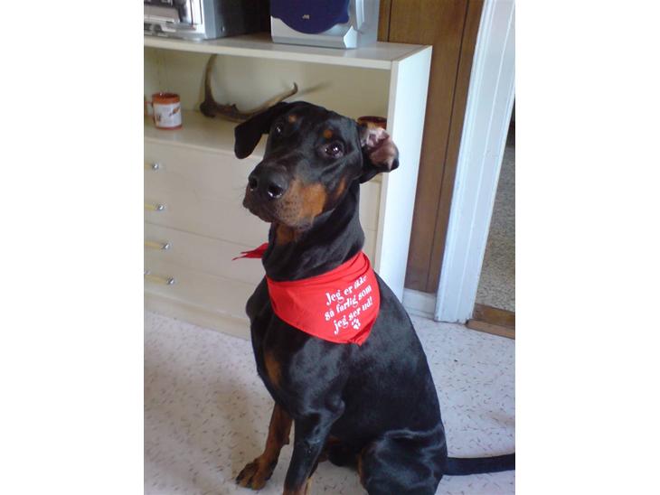 Dobermann Rocco R.I.P. -2008 - Rocco, min højt elskede dreng... sååå fin med tørklæde... <3 <3 <3 <3 <3 <3 <3 <3 <3 <3 billede 1