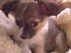 Chihuahua Carla