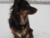 Blanding af racer Laika