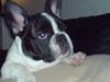 Fransk bulldog Simba