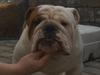 Engelsk bulldog Aaron