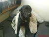 Labrador retriever Anne (R.I.P)