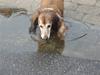 Dværggravhund Heiko RIP