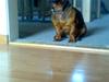 Gravhund Trine *R.I.P*