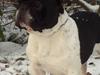 Fransk bulldog midland moor´s Al-Capone 
