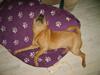 Shar pei Quattro - R.I.P.