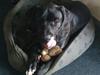 Blanding af racer General Simba *R.I.P* [ Himmelhund]