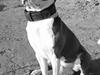 Amerikansk staffordshire terrier macho