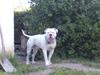 Amerikansk bulldog beton - solgt
