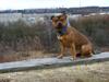 Staffordshire bull terrier Manse