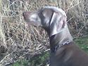 Weimaraner Nordgaardens Naia-Biancha <3 R.I.P