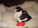 Jack russell terrier Aygo