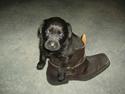 Labrador retriever Molly ^SOLGT^