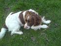 Engelsk springer spaniel Kalle