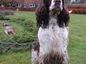 Engelsk springer spaniel Nulletullen