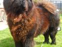 Chow chow Mambo