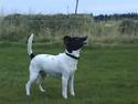 Foxhound Stuartc'',)