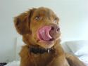 Nova scotia duck tolling retriever sofus