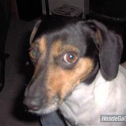 Blanding af racer Kvik