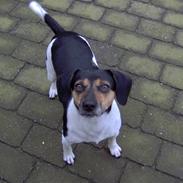 Blanding af racer Kvik