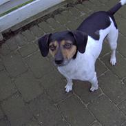 Blanding af racer Kvik