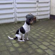 Blanding af racer Kvik