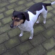 Blanding af racer Kvik