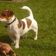 Jack russell terrier Kato