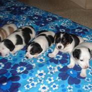 Jack russell terrier Kato