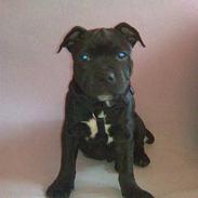 Staffordshire bull terrier Baloo