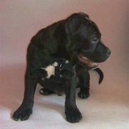 Staffordshire bull terrier Baloo