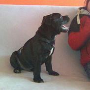 Staffordshire bull terrier Baloo