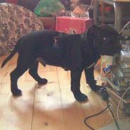 Staffordshire bull terrier Baloo