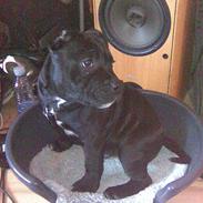 Staffordshire bull terrier Baloo