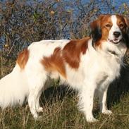 Kooikerhondje Basje