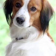 Kooikerhondje Basje